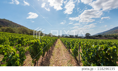 Rows of a vineyard with mountains in the background. Agriculture. 118296135