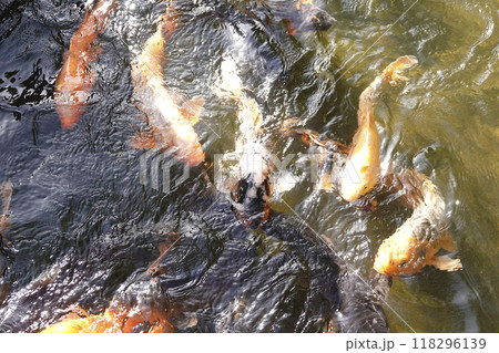 元気に泳ぐ色取り取りの鯉 118296139