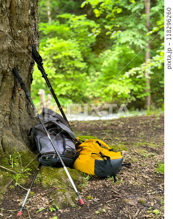 Yellow and gray hiking backpacks and trekking poles leaning against tree in forest. Outdoor adventure and camping gear in natural setting. Concept of hiking and overnight stays in forest. 118296260