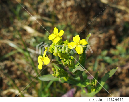 早春の野原の早咲きの菜の花 118296334