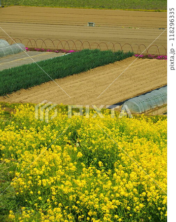 菜の花咲く江戸川土手から見る野菜畑風景 118296335