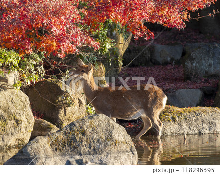 奈良公園を流れる吉城川の紅葉と鹿 奈良公園を流れる吉城川の紅葉と鹿 118296395