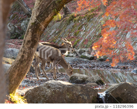 奈良公園を流れる吉城川の紅葉と鹿 118296396