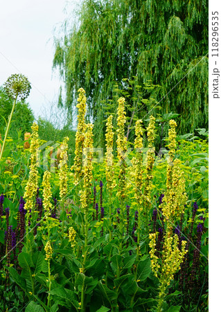 北海道　上野ファーム 118296535