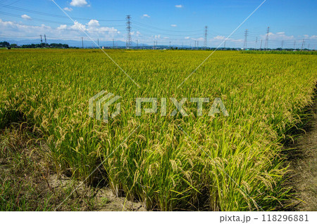 青空の下で頭を垂れ稲刈りを待つ稲穂 118296881