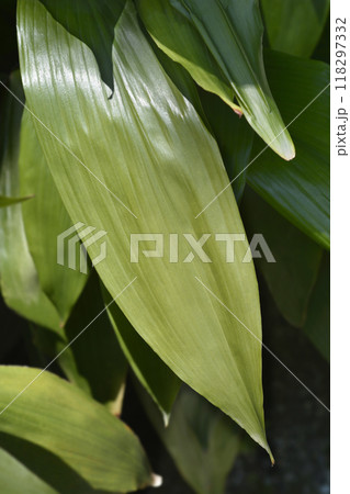 Cast-iron plant Cast-iron plant 118297332