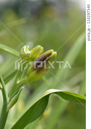 Daylily Night Embers Daylily Night Embers 118297340