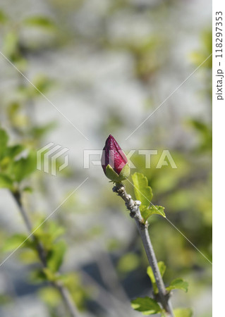 Rose Of Sharon Woodbridge Rose Of Sharon Woodbridge 118297353