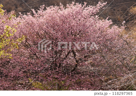城ケ崎桜　桜の木　ピンク色の花 118297365