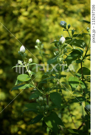 5月17日(2024)梅花空木の蕾、膨らむ。花言葉は「気品」「回想」「香気」。 5月17日(2024)梅花空木の蕾、膨らむ。花言葉は「気品」「回想」「香気」。 118297386