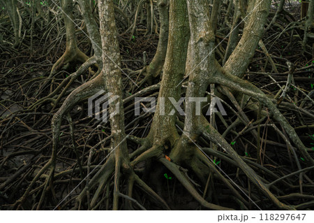 Mangrove roots emerging from muddy swamp waters. Essential habitat in coastal wetlands preserving marine life. Sustainable ecosystem protecting shorelines in tropical regions. Natural carbon sink. 118297647
