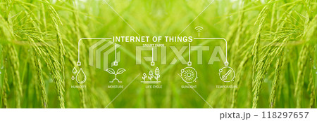Green rice field enhanced by Internet of Things, where advanced sensors measure sunlight, temperature, humidity, and moisture to support precision agriculture and sustainable farming practices. 118297657
