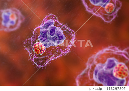 Ehrlichia bacteria morula within macrophages, 3D illustration 118297805