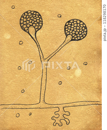 Intricate hand-drawn illustration of Rhizomucor fungi on aged paper 118298170