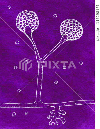 Detailed hand-drawn illustration showcasing the intricate structure and features of Rhizomucor fungi 118298171