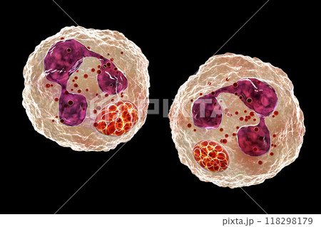 Anaplasma bacteria infecting neutrophils, causing various tick-borne diseases, 3D illustration Anaplasma bacteria infecting neutrophils, causing various tick-borne diseases, 3D illustration 118298179