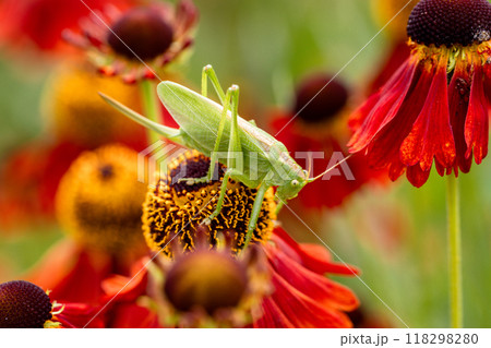 Large green grasshopper on red helenium flowers in the garden Large green grasshopper on red helenium flowers in the garden 118298280