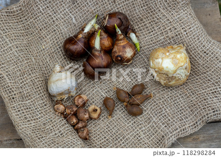 Preparing for planting in autumn on burlap flower bulbs of daffodils, tulips, hazel grouse. 118298284