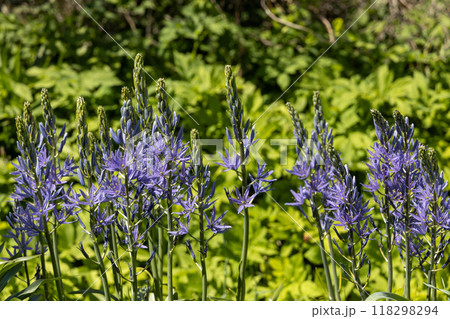Camassia leichtlinii Caerulea flower in a garden 118298294