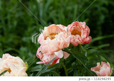 Peony Coral Charm orange pink peony flower in bloom Peony Coral Charm orange pink peony flower in bloom 118298295