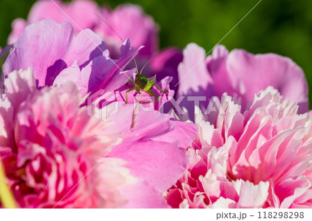 green grasshopper on pink peony flower close up green grasshopper on pink peony flower close up 118298298
