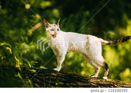 Sweet Devon Rex Cat Funny Curious Young White Devon Rex Meowing on tree trunk In forest. Short-haired Cat Of English Breed. Very Small Lovely Pets Lovely Cats Sweet Devon Rex Cat Funny Curious Young White Devon Rex Meowing on tree trunk In forest. Short-haired Cat Of English Breed. Very Small Lovely Pets Lovely Cats 118298395