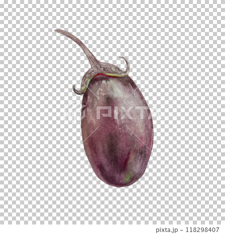 Eggplant watercolor. Hand drawn watercolor illustration of vegetables isolated on white. For cards, food labels, packages, banner for Harvest Day and Vegetarian Day. 118298407