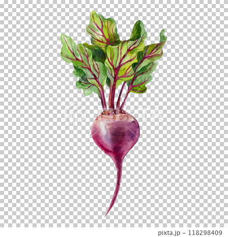 Beetroot watercolor. Hand drawn vegetable illustration isolated on white. For cards, food labels, packaging, banner for Harvest Day and Vegetarian Day. Beetroot watercolor. Hand drawn vegetable illustration isolated on white. For cards, food labels, packaging, banner for Harvest Day and Vegetarian Day. 118298409