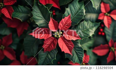Traditional green and red poinsettia plants background. Wallpaper with Christmas star flowers. Best for warm and fairy Christmas holiday. Horizontal banner for background, banner 118298504