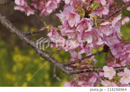 春の小出川のカワヅザクラ　河津桜 118298964