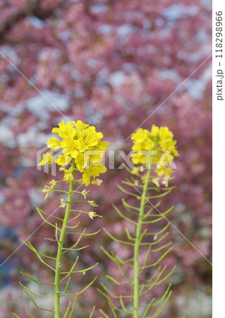 春の小出川のカワヅザクラ　河津桜 118298966