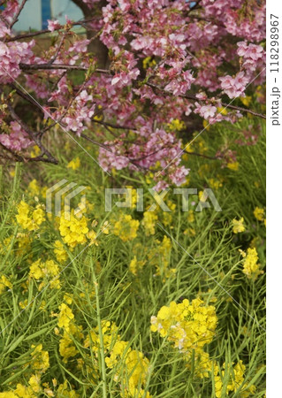 春の小出川のカワヅザクラ　河津桜 118298967