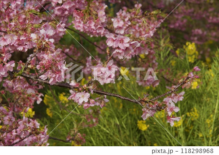 春の小出川のカワヅザクラ　河津桜 118298968