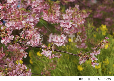 春の小出川のカワヅザクラ　河津桜 118298969