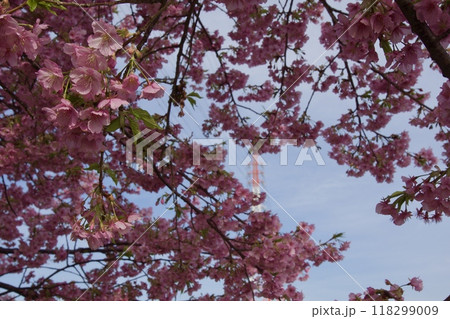 春の小出川のカワヅザクラ　河津桜 118299009