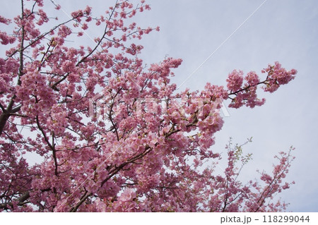 春の小出川のカワヅザクラ　河津桜 118299044