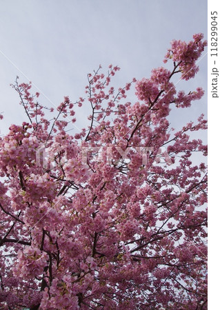 春の小出川のカワヅザクラ　河津桜 118299045