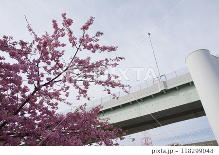 春の小出川のカワヅザクラ　河津桜 118299048
