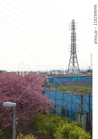 春の小出川のカワヅザクラ　河津桜 118299049