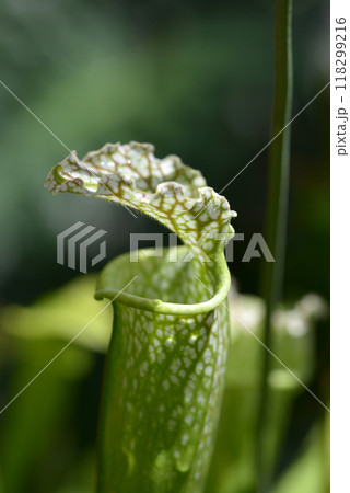 サラセニア 118299216