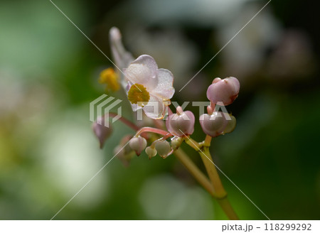 シュウカイドウ 118299292