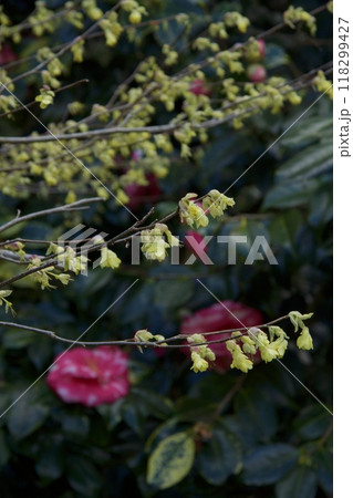 山崎台峯緑地　鎌倉市　北大路魯山人星岡窯跡 118299427