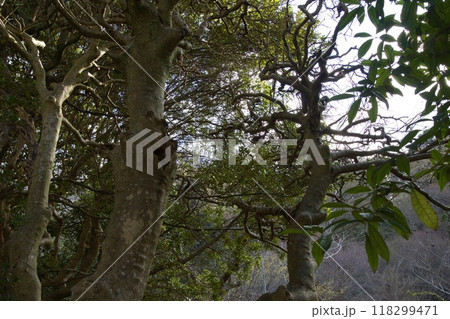 山崎台峯緑地　鎌倉市　北大路魯山人星岡窯跡 118299471