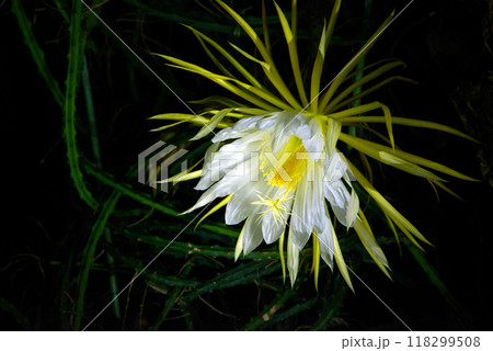 ドラゴンフルーツ 118299508