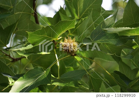 タイワンフウ・2024年㋇　 118299910