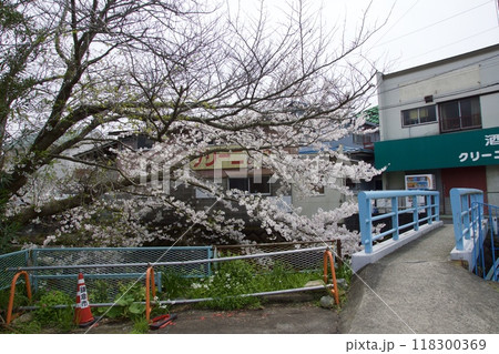 鎌倉市今泉の春の風景　桜 118300369