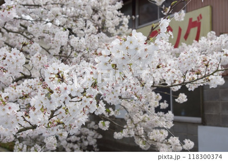 鎌倉市今泉の春の風景 桜 鎌倉市今泉の春の風景 桜 118300374