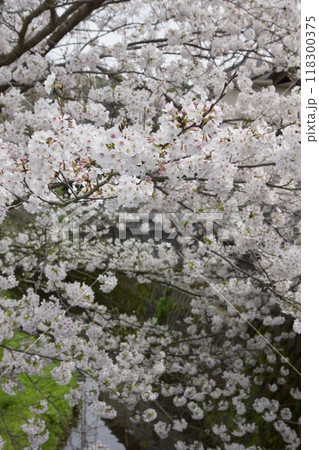 鎌倉市今泉の春の風景 桜 鎌倉市今泉の春の風景 桜 118300375