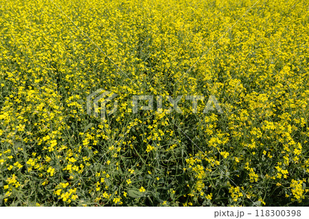 rapeseed field in spring, rapeseed flowers rapeseed field in spring, rapeseed flowers 118300398