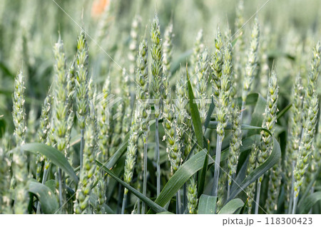 Macro close up of fresh young ears of young green wheat in spring summer field. Free space for text. Agriculture scene 118300423